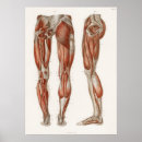 Suche nach vintage anatomie poster Diagramm