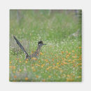 Suche nach roadrunner magnete Rennläufer