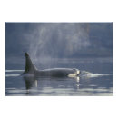 Recherche de résident posters Faune