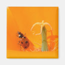 Recherche de fleurs de pavot magnets Orange