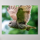 Suche nach flug poster Vogelbeobachtung