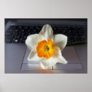 Recherche de jonquilles posters Blanc