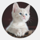 Recherche de nez bleu autocollants Animal