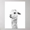 Suche nach weißes lama poster Alpaka