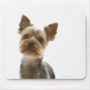 Recherche de yorkshire terrier tapis souris Animal
