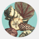 Recherche de algues autocollants Coquillage