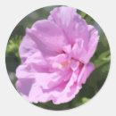 Recherche de azalée autocollants Rose