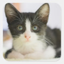 Recherche de curiosité autocollants Horizontal