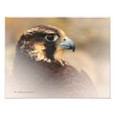 Recherche de pérégrination posters Faune