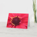 Suche nach dahlia karten Rote dahlie