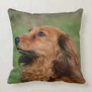 Suche nach langhaarige dackel kissen Hunde fotograf