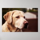 Suche nach labrador retriever poster Dog
