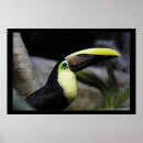 Suche nach toucans poster Tier
