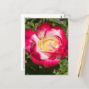 Suche nach gelbe rose postkarten Hübsch
