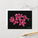 Suche nach lilium postkarten Lilien