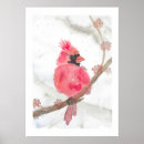 Recherche de oiseau cardinal rouge posters Neige