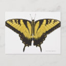 Recherche de occidental cartes postales Faune