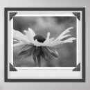 Suche nach weiße augen poster Natur