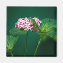 Suche nach touch magnete Blume