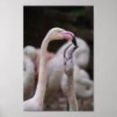 Recherche de flamand posters Rose