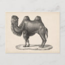 Recherche de camel cartes postales Désert