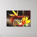 Suche nach bird of paradise poster Paradiesvögel