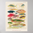 Recherche de great barrier reef posters Vintage