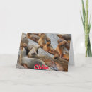 Recherche de otarie vœux cartes Faune