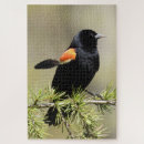 Suche nach federn puzzle Vogelvogel