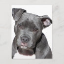 Recherche de staffordshire bull terrier cartes postales Américain