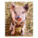 Suche nach niedliches ferkel poster Nutztier