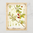 Recherche de caucase cartes postales Vintage