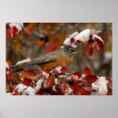 Suche nach amerikanischer vogel poster Farbe