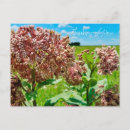 Recherche de pensez cartes postales Fleur