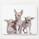 Suche nach chihuahua mousepads Horizontal