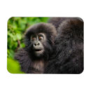 Recherche de primate magnete Animal mignon