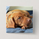 Suche nach kragen buttons Hund
