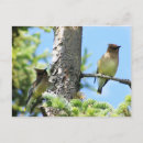 Suche nach zeder postkarten Vögel