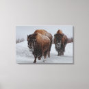 Suche nach bison leinwandbilder Wild lebende tiere