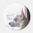 Recherche de magasin magnets Chien