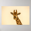 Recherche de tête de girafe posters Afrique