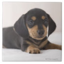 Suche nach sitz fliesen Tiere