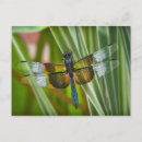 Recherche de libellule bleue cartes postales Dragon