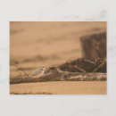 Recherche de pluvier cartes postales Oiseaux de rivage