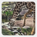 Recherche de gracieux autocollants Faune