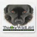 Suche nach neufundland hund mousepads Newf