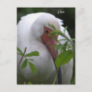 Recherche de ibis cartes postales Oiseaux