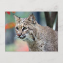 Suche nach luchs postkarten Tier