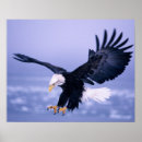 Suche nach ausgebreitet poster Adler
