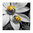 Suche nach käfer fliesen Ladybug